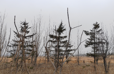 y80000��������